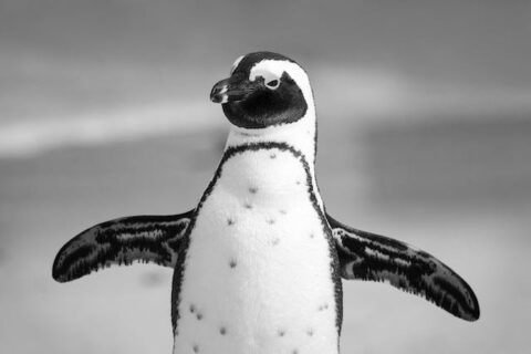 Gift Ideas for Penguin Lovers
