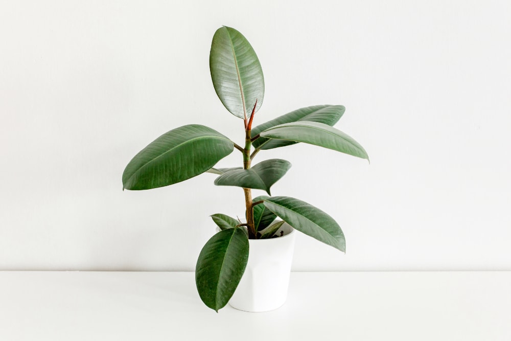 Gifts That Start With F - Ficus Tree